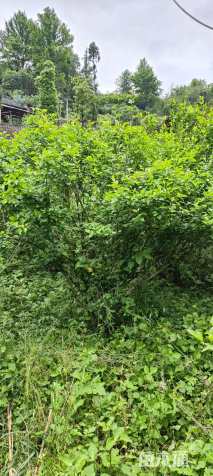 高度250厘米木槿