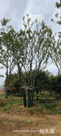 12公分丛生朴树