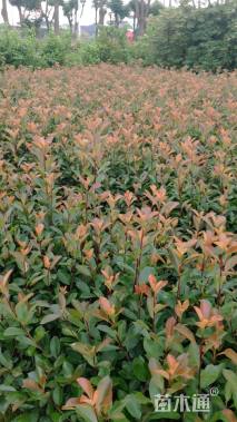 高度50厘米红叶石楠小苗