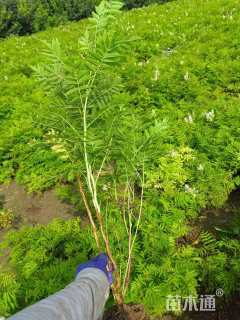 高度80厘米珍珠梅