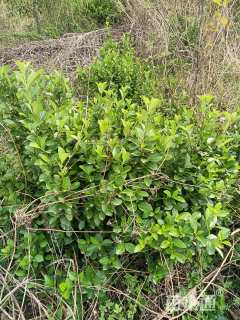 冠幅200厘米冬青球