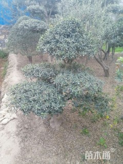 50公分橄榄树