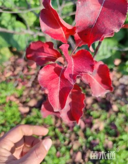 18公分彩叶豆梨