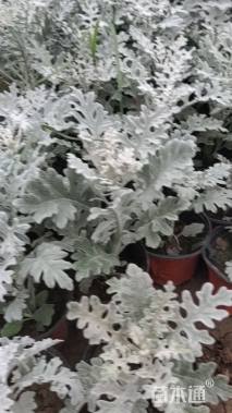 高度15厘米银叶菊