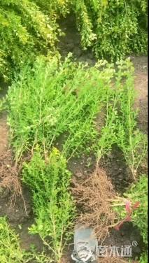 高度50厘米瓜子黄杨
