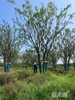 16公分丛生朴树