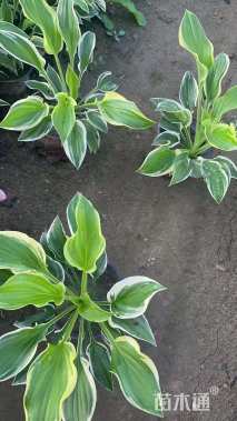 高度15厘米金边玉簪