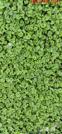 高度10厘米马蹄金