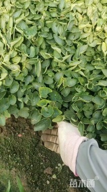 高度20厘米紫花地丁