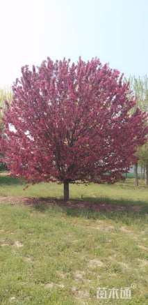 20公分绚丽海棠