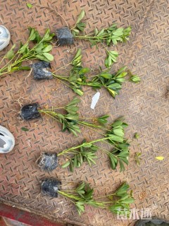 高度38厘米鹅掌柴