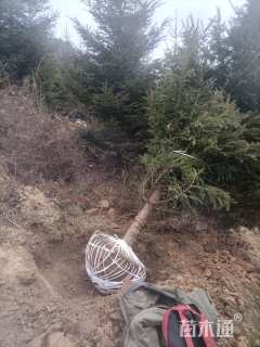 高度150厘米云杉