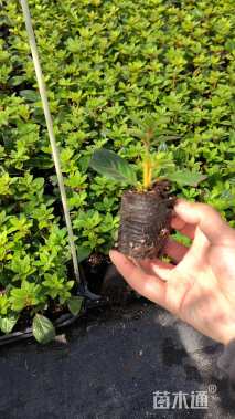 高度20厘米杜鹃