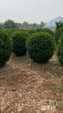 冠幅180厘米大叶黄杨球