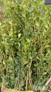 高度30厘米龟甲冬青