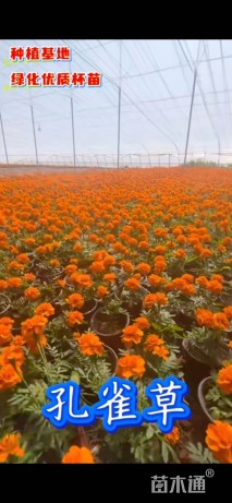 高度15厘米孔雀草