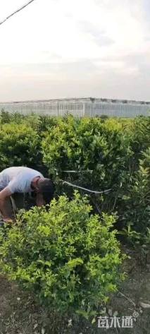 冠幅180厘米金森女贞球