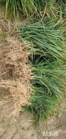 高度15厘米麦冬