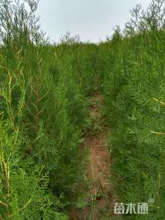 高度120厘米侧柏