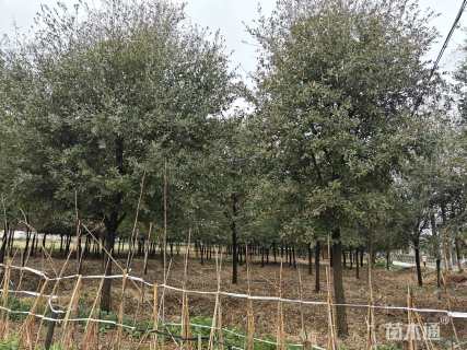 14公分弗吉尼亚栎