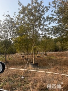 12公分黄花风铃木