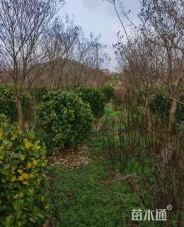 高度120厘米大叶黄杨