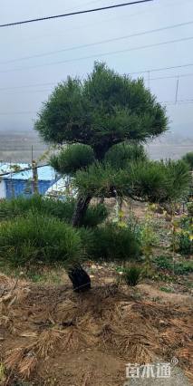 10公分造型黑松