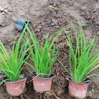 高度18厘米萱草