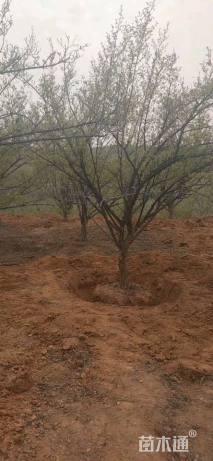 高度450厘米山茱萸