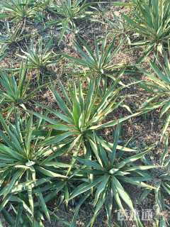 高度15厘米丝兰