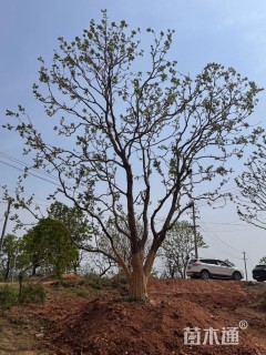 80公分(3杆)丛生乌桕