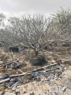 12公分红花鸡蛋花