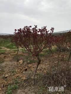 高度100厘米月季