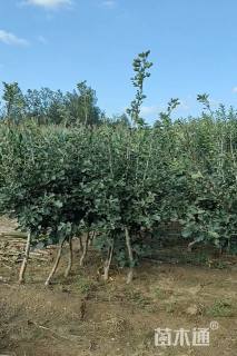 3.8公分山楂树