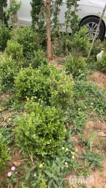 高度50厘米瓜子黄杨