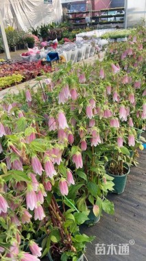 高度80厘米风铃草