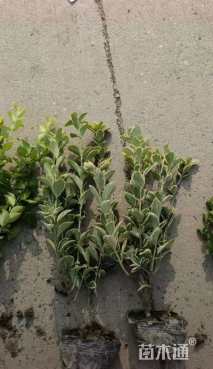 高度30厘米金边黄杨