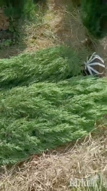 高度50厘米蜀桧