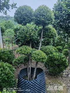 高度160厘米轮叶蒲桃