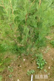 高度120厘米蜀桧