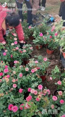 高度40厘米欧洲月季