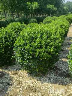 冠幅80厘米卫矛球