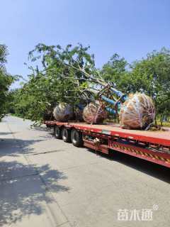 75公分丛生朴树