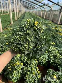 高度25厘米国庆菊