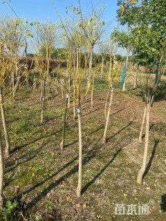 10公分矮杆金枝槐