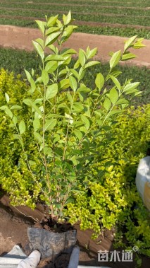 高度50厘米金叶女贞