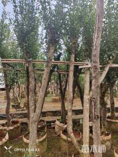 高度180厘米石榴