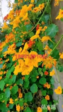 混色  黄色  红色  橙黄色等旱金莲种子
