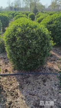 冠幅200厘米卫矛球