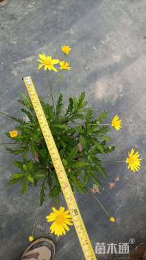 高度30厘米木春菊